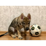 Чехословацкий влчак