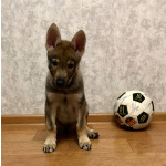 Чехословацкий влчак