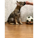 Чехословацкий влчак