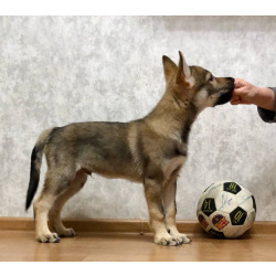 Чехословацкий влчак