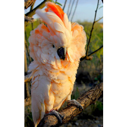 Молуккский какаду