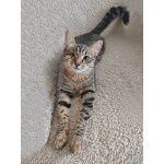 Минитигренок Лора, ласковая кошечка-подросток ищет дом