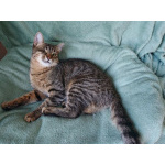 Минитигренок Лора, ласковая кошечка-подросток ищет дом