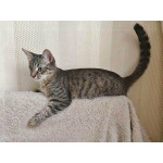 Минитигренок Лора, ласковая кошечка-подросток ищет дом