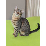 Минитигренок Лора, ласковая кошечка-подросток ищет дом