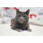 Маффин, серый красавец с мягким сердцем ищет дом