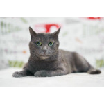 Маффин, серый красавец с мягким сердцем ищет дом