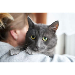 Маффин, серый красавец с мягким сердцем ищет дом