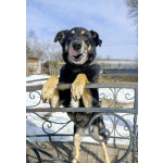 Умный, верный, ласковый пес Жорж ищет дом