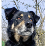 Умный, верный, ласковый пес Жорж ищет дом