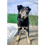 Умный, верный, ласковый пес Жорж ищет дом