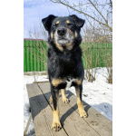 Умный, верный, ласковый пес Жорж ищет дом