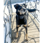 Умный, верный, ласковый пес Жорж ищет дом