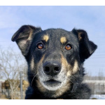 Умный, верный, ласковый пес Жорж ищет дом