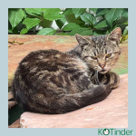 Кот Джо ищет дом