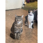 Кот Джо ищет дом