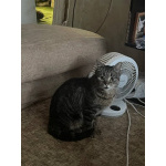 Кот Джо ищет дом