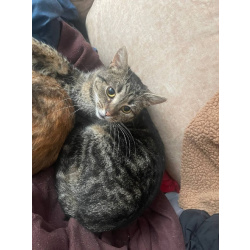 Кот Джо ищет дом