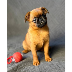 Рыжая девочка пти брабансон