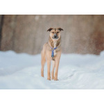 Сади, собака-подросток, которая не умеет любить вполсилы