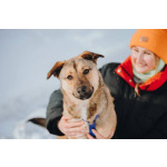 Сади, собака-подросток, которая не умеет любить вполсилы