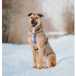 Сади, собака-подросток, которая не умеет любить вполсилы