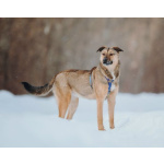 Сади, собака-подросток, которая не умеет любить вполсилы