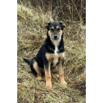 Кира и Миша, ласковые умные щенки-подростки ищут дом