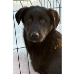 Кира и Миша, ласковые умные щенки-подростки ищут дом