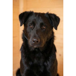 Кира и Миша, ласковые умные щенки-подростки ищут дом