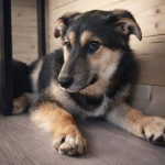 Кира и Миша, ласковые умные щенки-подростки ищут дом