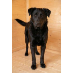 Кира и Миша, ласковые умные щенки-подростки ищут дом