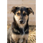 Кира и Миша, ласковые умные щенки-подростки ищут дом