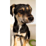 Щенок-подросток Индеец ищет дом