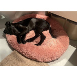 Щенок ищет свою семью.