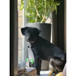 Щенок ищет свою семью.