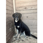 Красавица Каштанка, ласковый щенок-подросток ищет дом