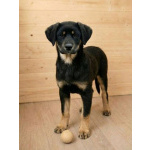 Красавица Каштанка, ласковый щенок-подросток ищет дом