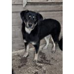 Красавица Каштанка, ласковый щенок-подросток ищет дом