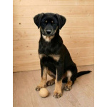 Красавица Каштанка, ласковый щенок-подросток ищет дом