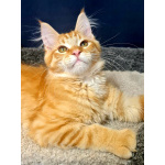 Мейн кун котенок