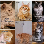 Мейн кун котенок