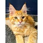 Мейн кун котенок