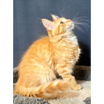 Мейн кун котенок