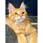 Мейн кун котенок