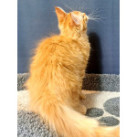 Мейн кун котенок