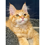 Мейн кун котенок