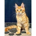 Мейн кун котенок