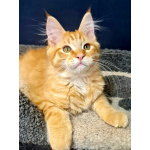 Мейн кун котенок