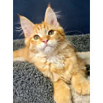 Мейн кун котенок